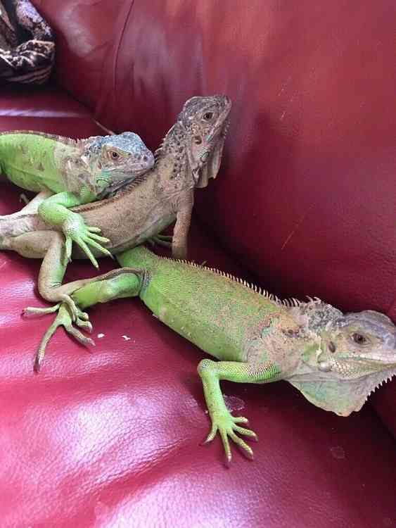 Gorgeous green iguanas for sale
