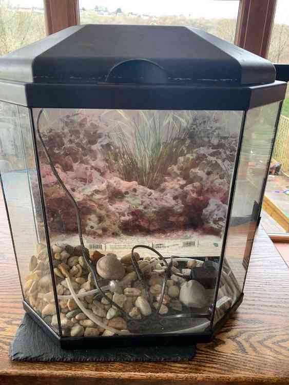 Starter fish tank for sale