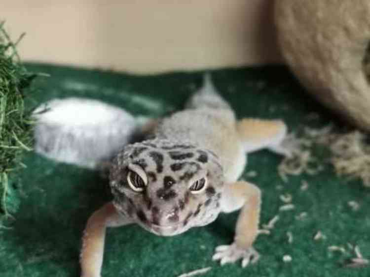 male Leopard gecko with viv for sale
