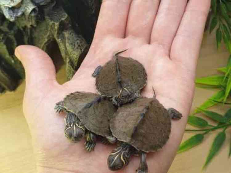 baby's Mississippi map turtles for sale