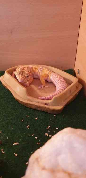 leopard gecko with full set up