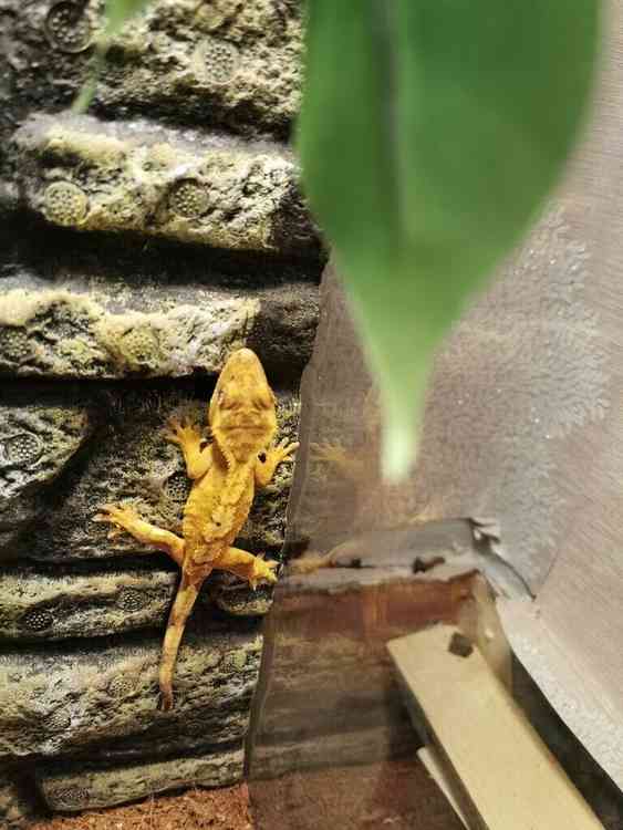 juvenile crested gecko