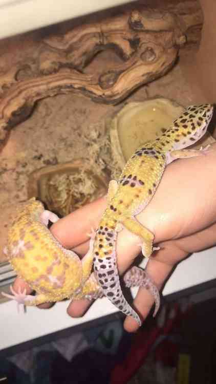 Geckos for sale