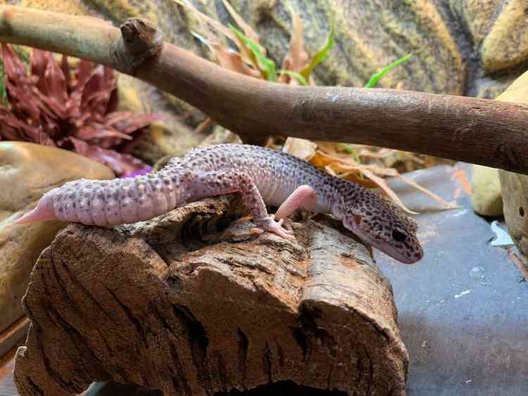 leopard gecko and terrariums for sale