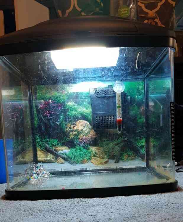 Interpet curved glass Aquarium for sale