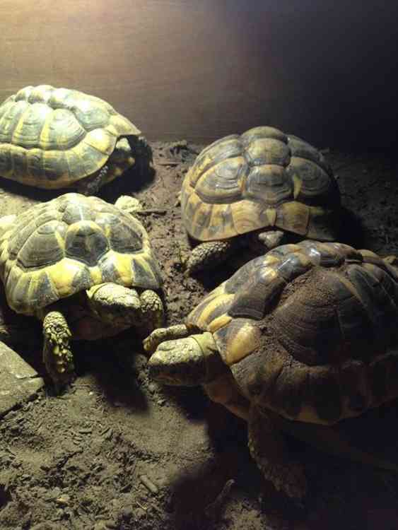 Adult Breeding Hermann Tortoises